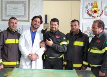 Vvf salvano cane da casa in fiamme