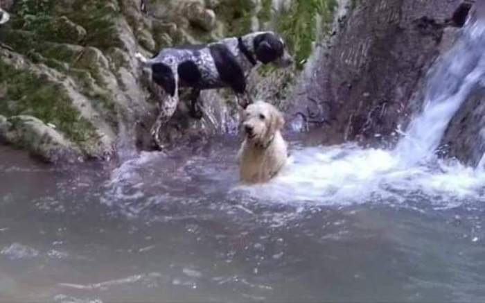 2 cani da tartufo rubati a Sassoferrato