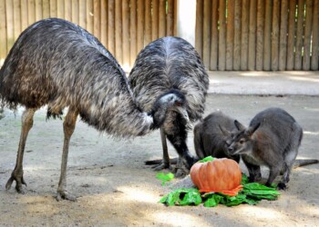 L’Australia è in fiamme. Aiutaci a buttare acqua sul fuoco