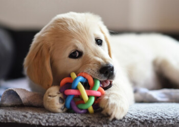 Arriva un cucciolo: ecco la guida suo body language per accoglierlo al meglio