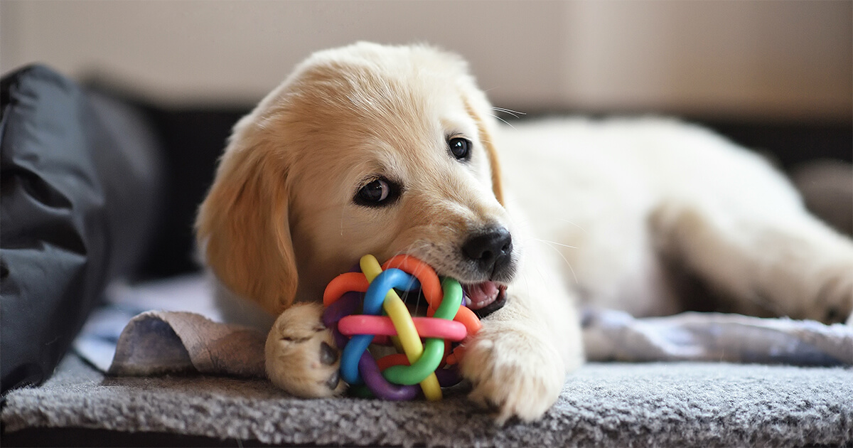 Arriva un cucciolo: ecco la guida suo body language per accoglierlo al meglio