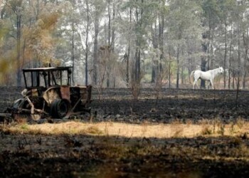 “Almeno 480 mln di animali morti negli incendi in Australia”  