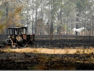 Almeno 480 mln di animali morti negli incendi in Australia