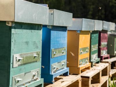 Ambiente: adottare un alveare per salvare pianeta, l’idea di una startup italiana 