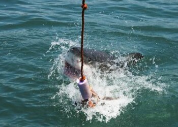 Animali: squalo bianco a rischio estinzione nel Mediterraneo  