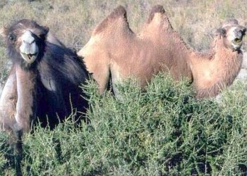 Australia, 10.000 cammelli nel mirino dei cecchini 