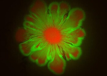 Batteri ‘coreografi’, crescono disegnando un fiore VIDEO