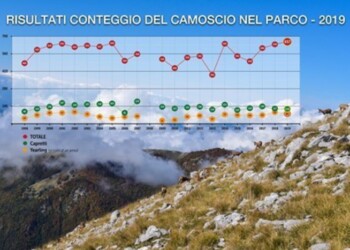 Camosci, in Pnalm censiti 657 nel 2019