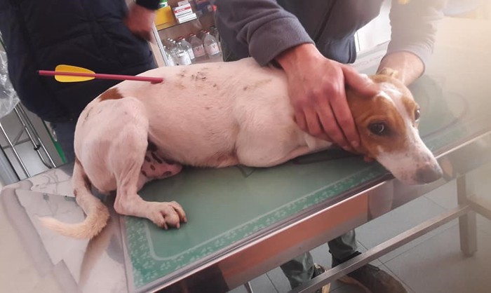 Cane trafitto da freccia, salvo