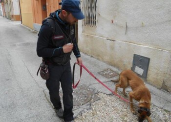 Cani avvelenati, controlli Carabinieri Petacciato