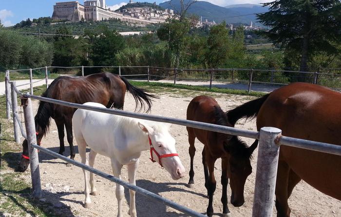 Colpito da cavalla durante parto, lui muore grave il figlio