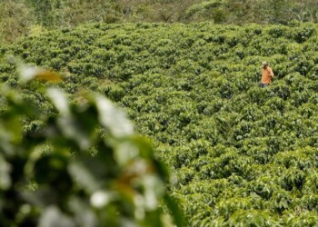 Coltivare cacao e caffè, Bologna insegna a giovani del Camerun