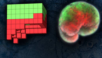 Costruito il primo robot vivente VIDEO