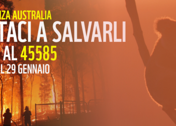 Emergenza Australia, da oggi numero solidale WWF
