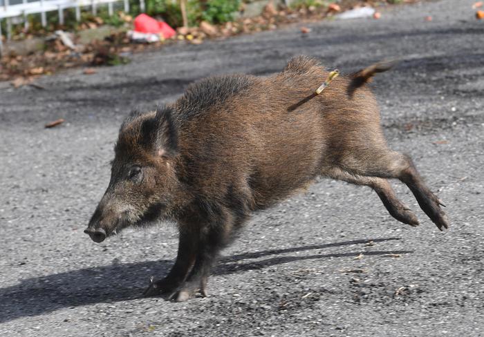 Emergenza cinghiali, vittime e danni
