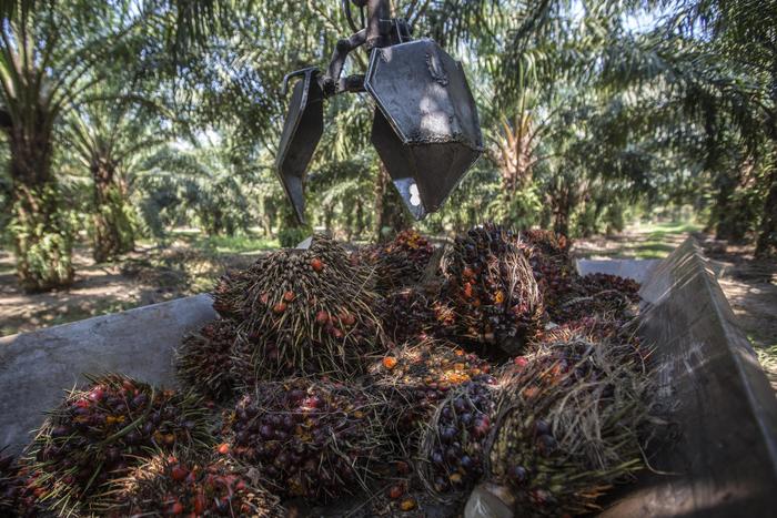 Fao: prezzi alimentari +2,5% a dicembre, record dal 2014