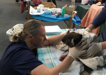 Gli eroi che salvano e curano gli animali colpiti dagli incendi