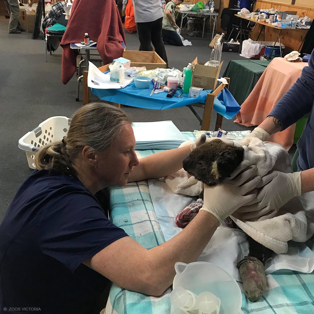 Gli eroi che salvano e curano gli animali colpiti dagli incendi
