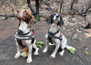 Il fiuto dei cani che salva i koala