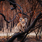 Il messaggio dei canoisti azzurri da Sidney