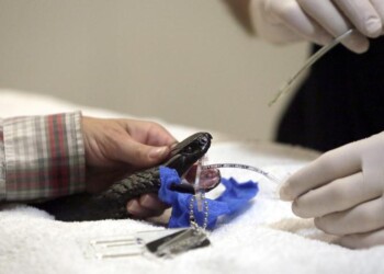 Il virus della Cina è arrivato all’uomo dai serpenti