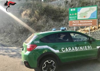 In auto con fauna protetta, denunciato