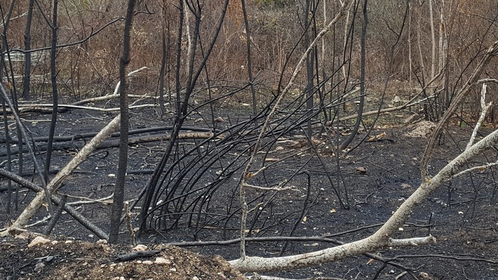 Incendio bosco Bussi, denunciato 65enne