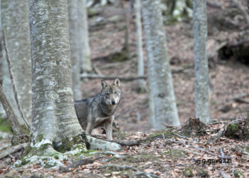 Lupo ucciso e appeso in provincia di Catanzaro