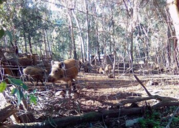 Peste suina: maiali abbattuti a Baunei