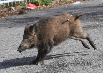 Quattro cinghiali in A14, due travolti da automezzi