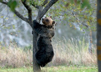 Life ArcProm, orso intrappolato da un laccio salvato dal team di progetto