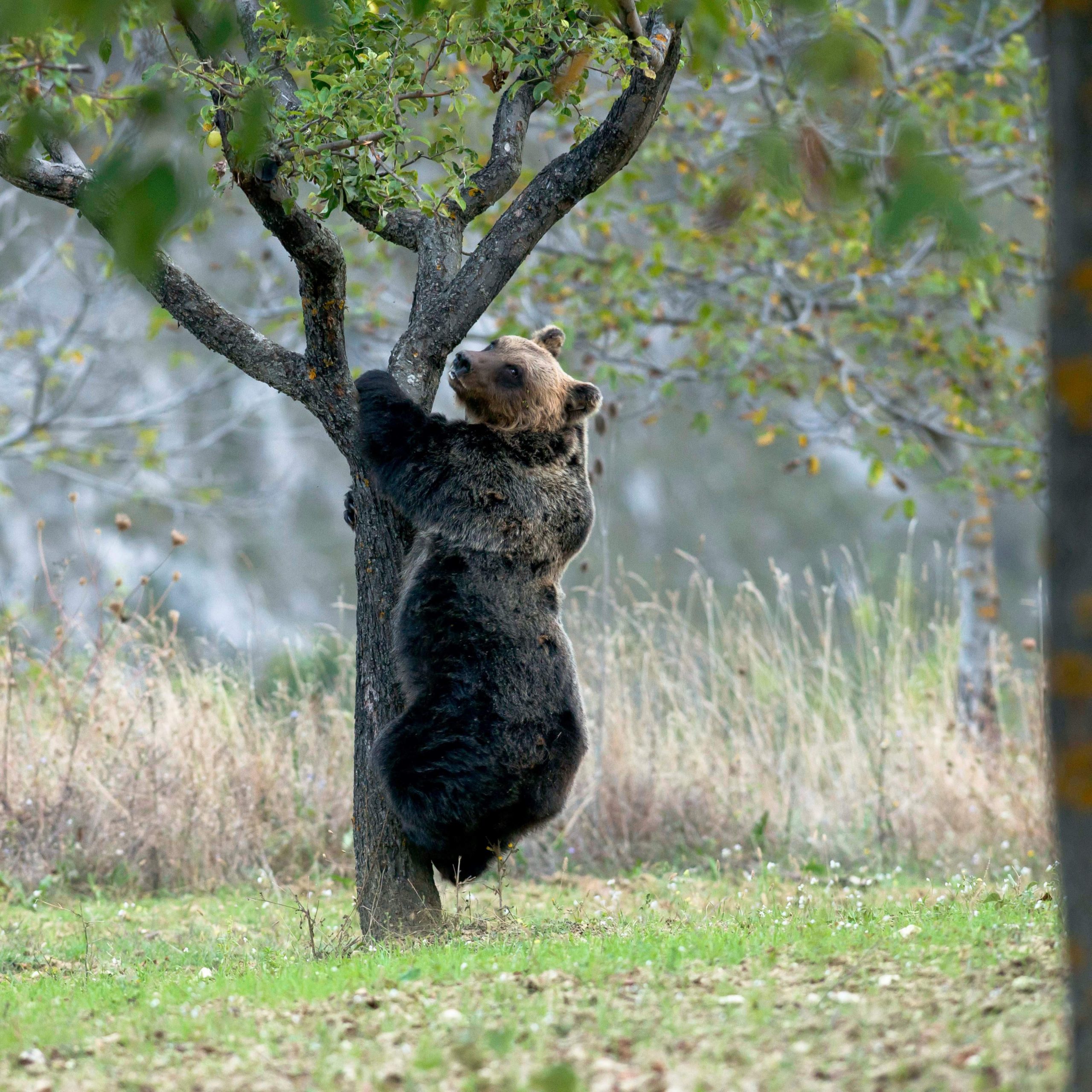 Life ArcProm, orso intrappolato da un laccio salvato dal team di progetto