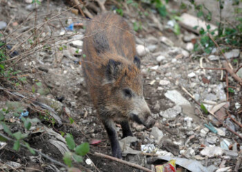 Sbaglia colpo e cinghiale lo ferisce