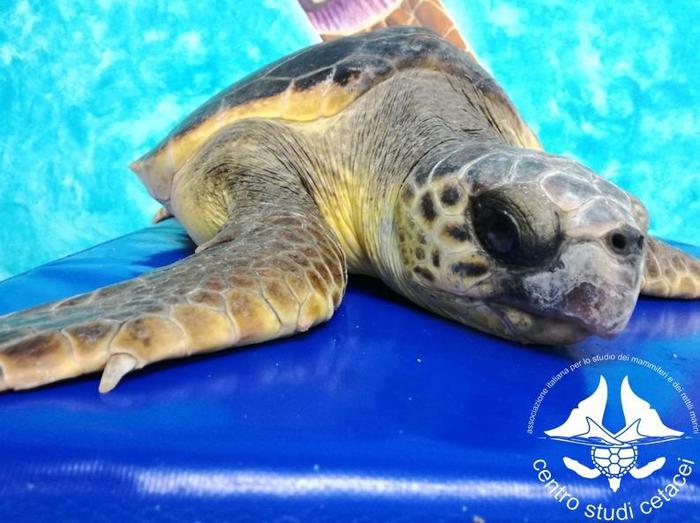 Scuola Portocannone ‘adotta’ tartarughe