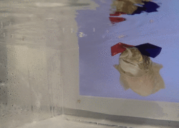 Seppia con occhiali 3D svela come percepisce la profondità