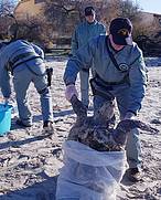 Tartaruga marina trovata morta in Sardegna