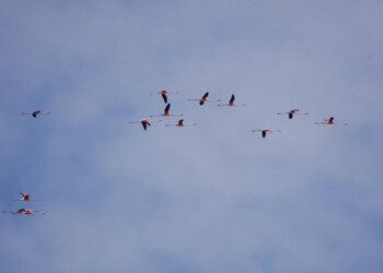 Giù le mani dalla Laguna di Orbetello!