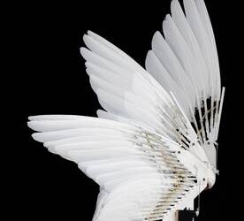 Vola il primo drone con ali da piccione e piume vere