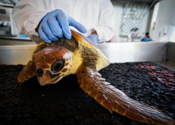 100 euro a pescatore che salva tartaruga
