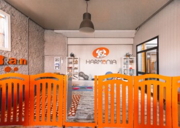 ASILI PER CANI:  UNA COCCOLA SPECIALE PER GLI AMICI A 4 ZAMPE