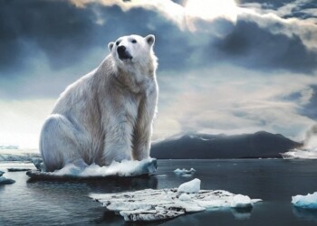 CAMBIAMENTI CLIMATICI E GHIACCIAI  al Museo Civico di Zoologia