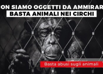Arriva il Divieto degli Animali nei Circhi, verrà presentata oggi in Cassazione, dal Partito Animalista Italiano, la Legge di Iniziativa Popolare