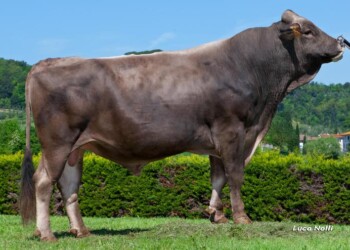 Aggredita da toro mentre va a scuola