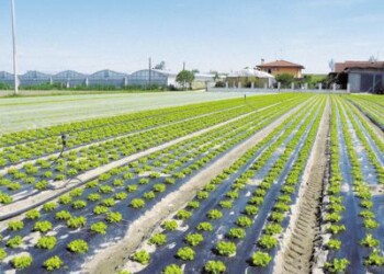 Agricoltura: Aiab certifica la bioplastica Mater Bi per biologico  