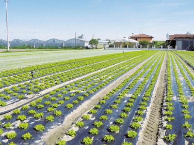 Agricoltura: Aiab certifica la bioplastica Mater Bi per biologico  