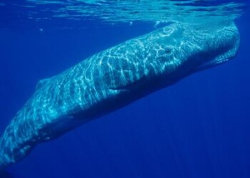 Ambiente: il 16 febbraio è la giornata mondiale delle balene 