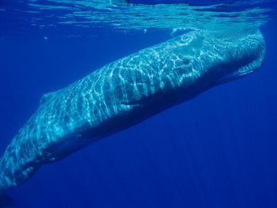 Il 16 febbraio è la giornata mondiale delle balene