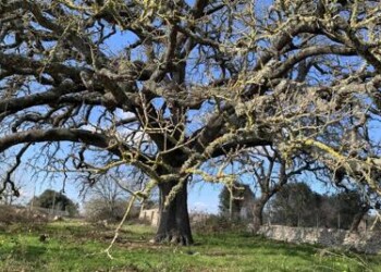 Ambiente: la quercia Vallonea di Tricase è ‘Albero italiano dell’anno’  