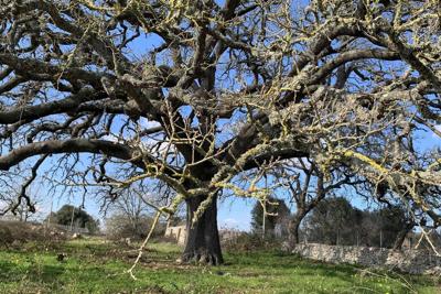 Ambiente: la quercia Vallonea di Tricase è ‘Albero italiano dell’anno’  