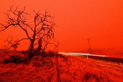 Australia, il bilancio: 113 specie messe in ginocchio dagli incendi